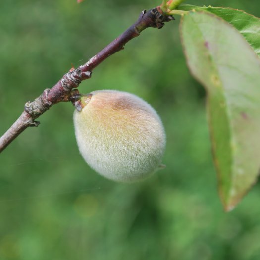 Prunus persica